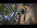 Hornbill Nesting Behavior and Diet