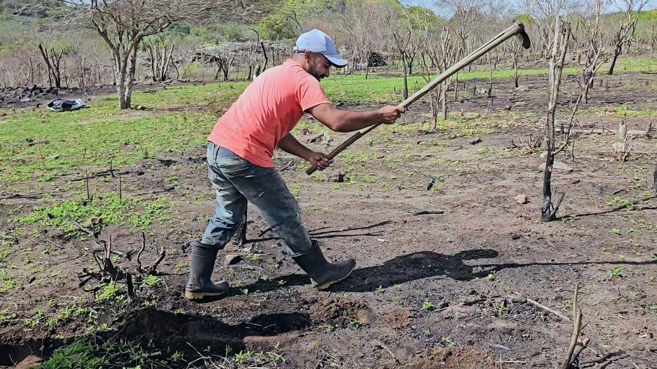 Agricultor planta roçado após chuvas no agreste da paraiba 17/02/2026
