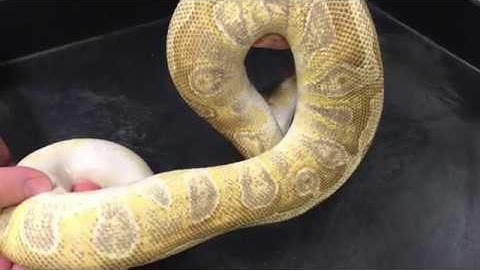 Ball Python Morphs #5  GHI part 2