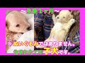 【自宅で生まれた子犬】生後1ヶ月のマルプー兄弟♡