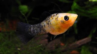 How To Breed Molly Fish Fast: How To Care For Molly Fish - Youtube