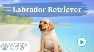 Labrador Retriever Breed Highlights