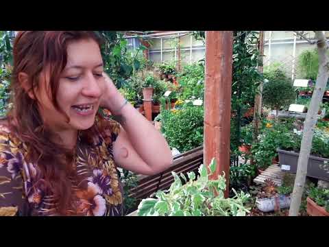Consigli utili su come coltivare il plectranthus coleoides