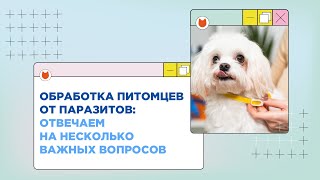 5 вопросов про обработку от паразитов: таблетки, капли и ошейники от блох, клещей и гельминтов