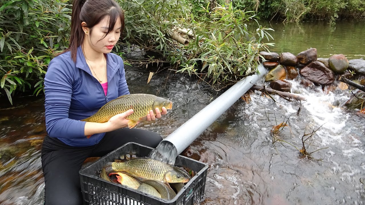 Build Fish Traps | How To Make a Simple Fish Trap With PVC Pipe ...