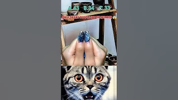 catch the correct number A.43/B.34/C.33 #shortsfeed #shorts #cat #bombastic #ytshorts #youtubeshorts