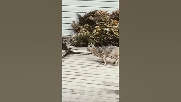 Bobcat captured squirrel! #bobcat #cathunt #adorablepet