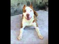 los Razos narcos y perros