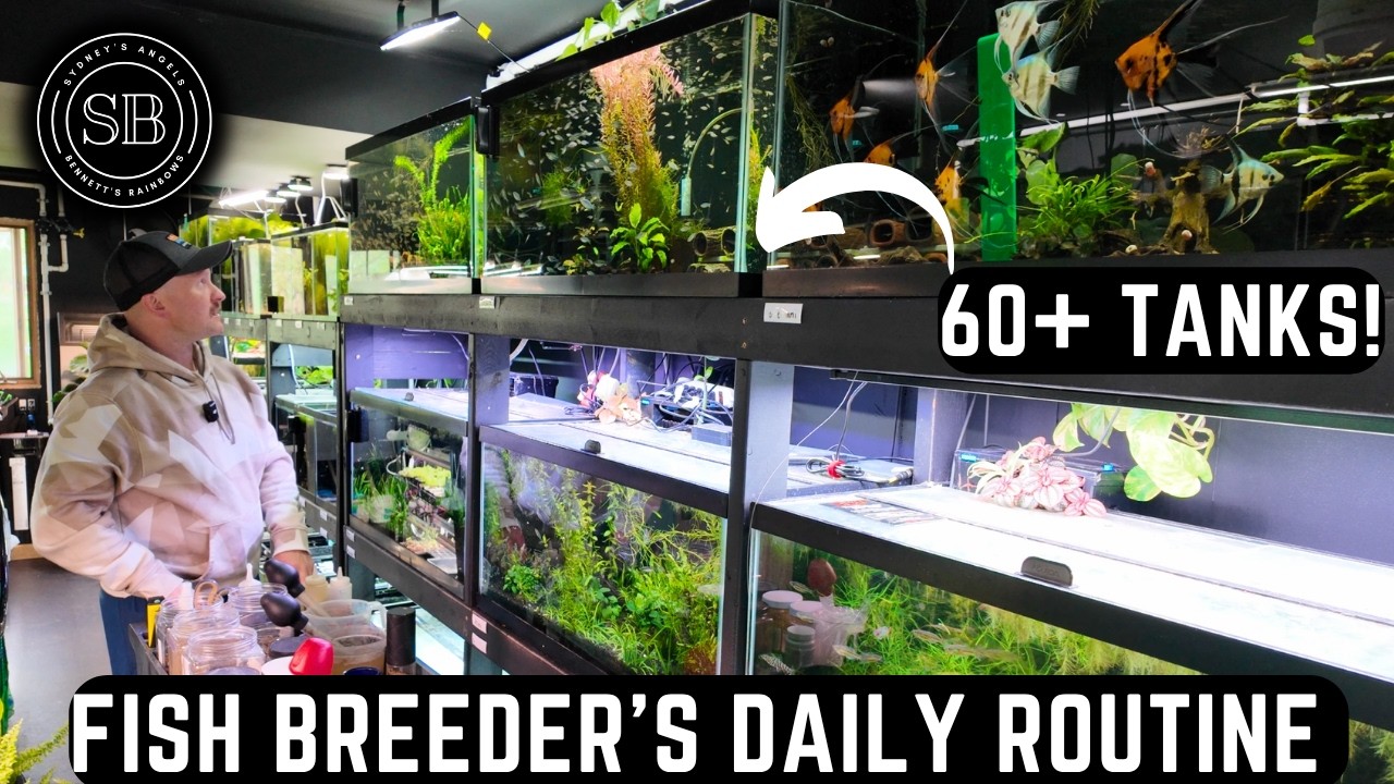 COMPLETE DAILY ROUTINE OF A DEDICATED FISH BREEDER (60+ TANKS!)