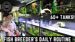 COMPLETE DAILY ROUTINE OF A DEDICATED FISH BREEDER (60+ TANKS!)