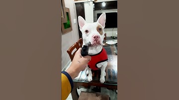 my pitbull is very naughty #pitbull #shorts #youtube