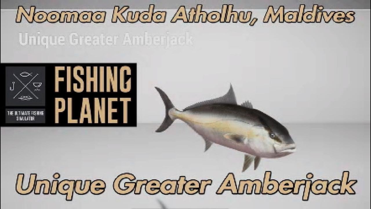 Unique Greater Amberjack Noomaa Kuda Atholhu Maldives Fishing Planet Guide