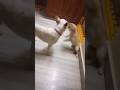 Daany simba గొడవ ఇద్దరూ 😄#aidog​ #dog​ #dogs #doglove #dogshorts #ytshorts #yt #viral #viralreels