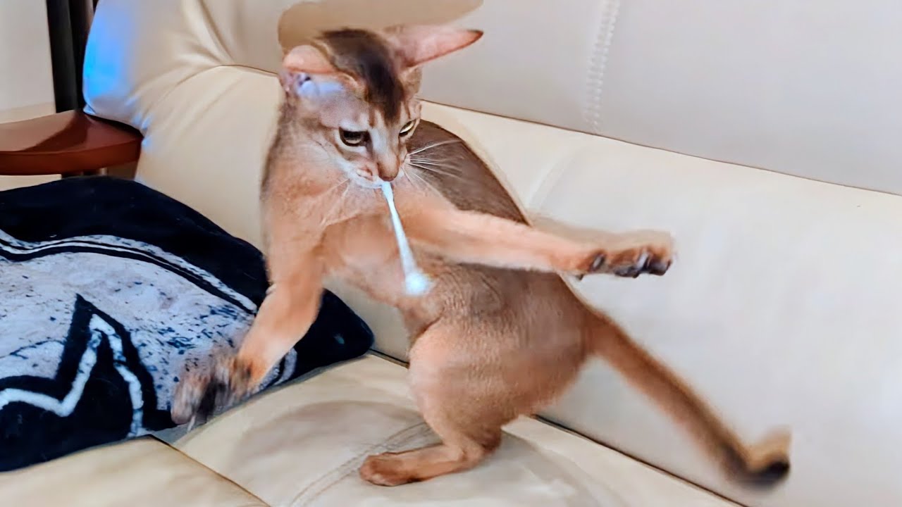 Abygayle & Eliza: Crazy for Q-Tips!!!