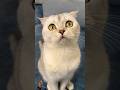 papins31😁#shorts #funnyvideos #funny #viral #cat #pets #animals #cats