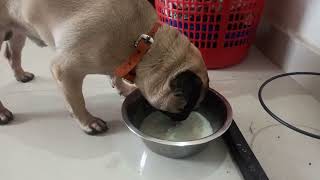 Scooby Foods and dry foods| pug foods| #scoobypug #dogscare #pugcare #dogs by Scooby Veedu 719 views 1 year ago 8 minutes, 23 seconds