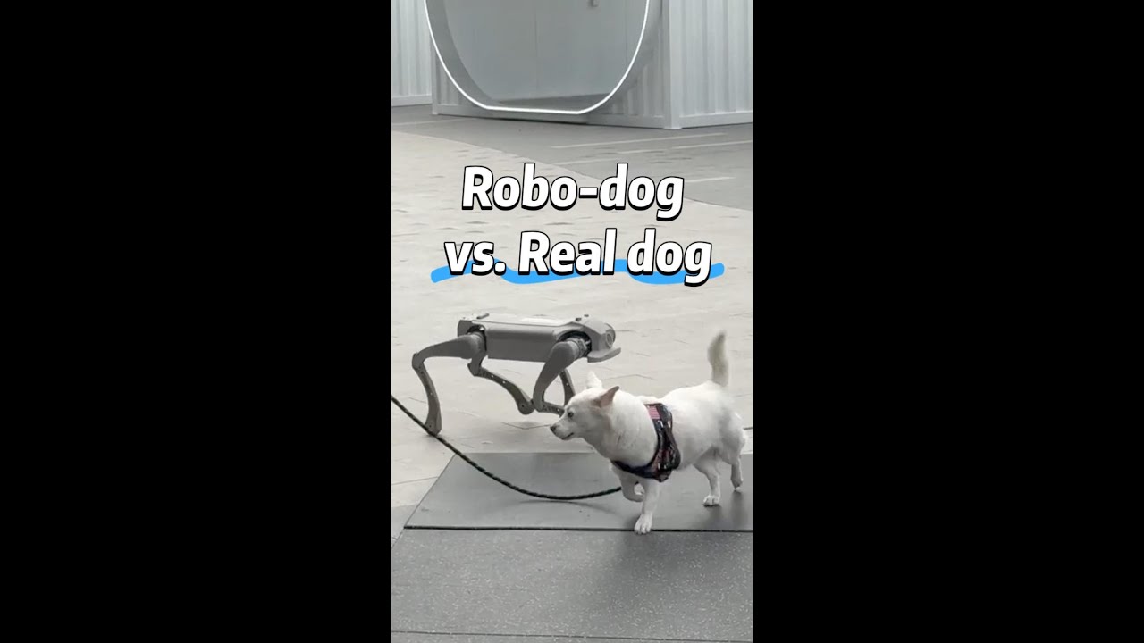 Robo-dog chases real dog in Shenzhen, China