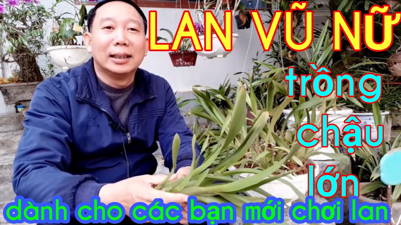LAN VŨ NỮ - TRỒNG CHẬU TO (chỉ dành cho người mới chơi lan)