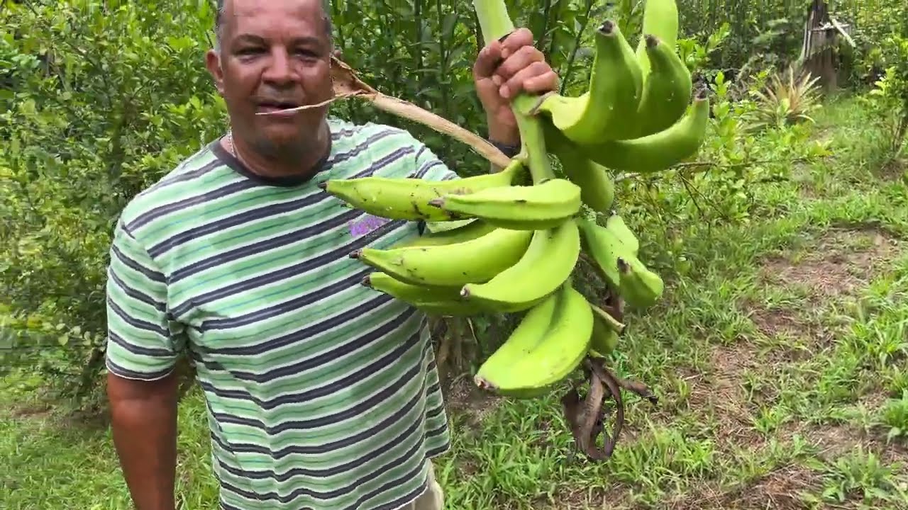 @farmerharry  house update with  @lasanabaptiste  | Part III