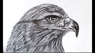 How to draw a Realistic Eagle | How to Draw Feathers | Eagle Drawing