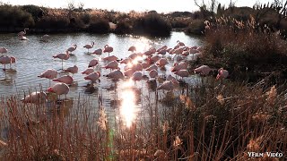 Camargue sauvage.