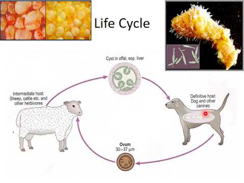 Echinococcus