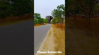 Elephant Attack on The Road In Real Life #Elephant Attack #Elephants #Elephant Chase #Shorts