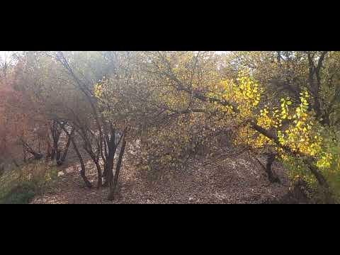 جاده زیبای شهر جوانرود