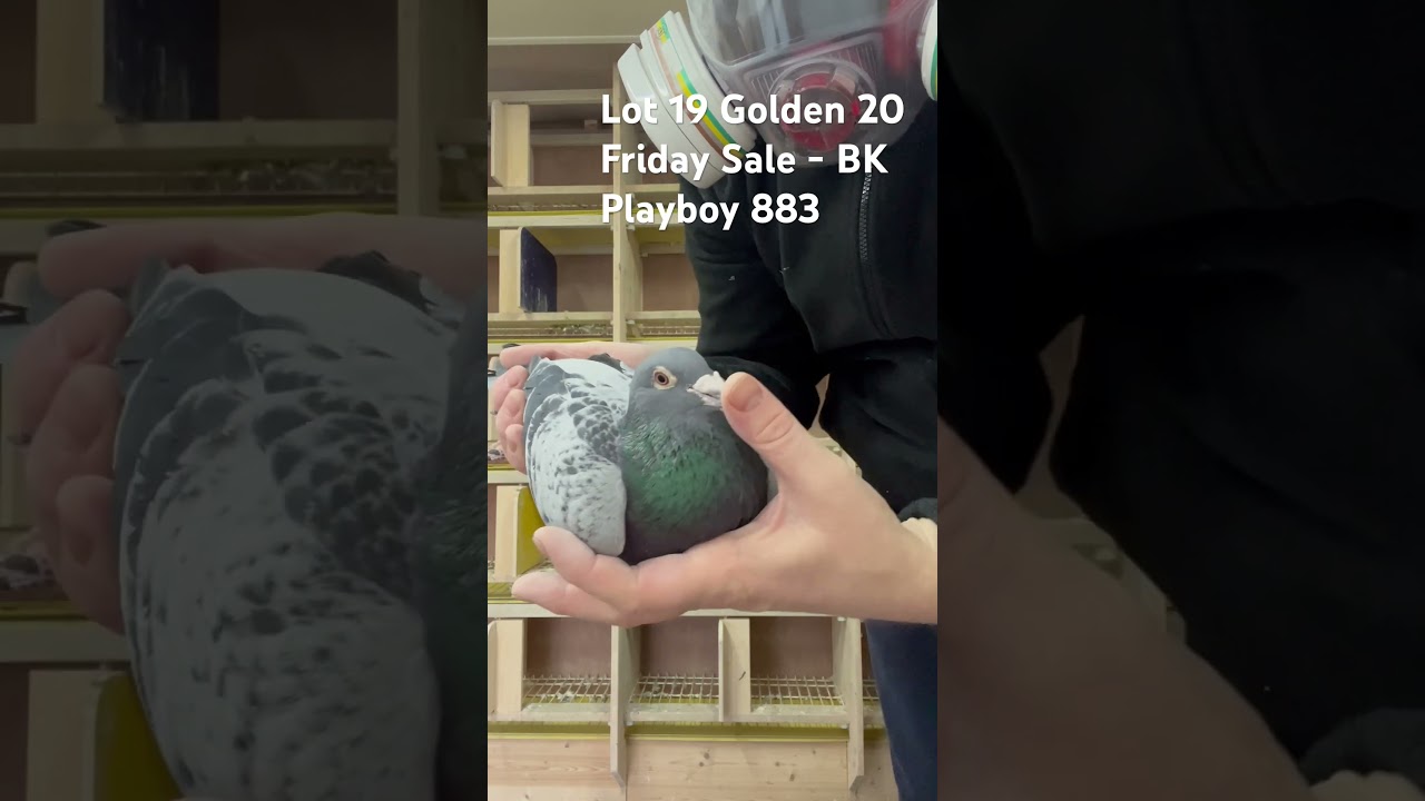 Friday Night Lot 19 - BK Playboy 883