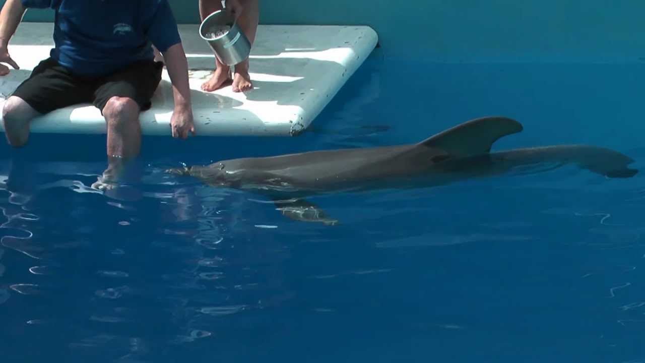 Winter - The Dolphin - Star of the movie "Dolphin Tale ...