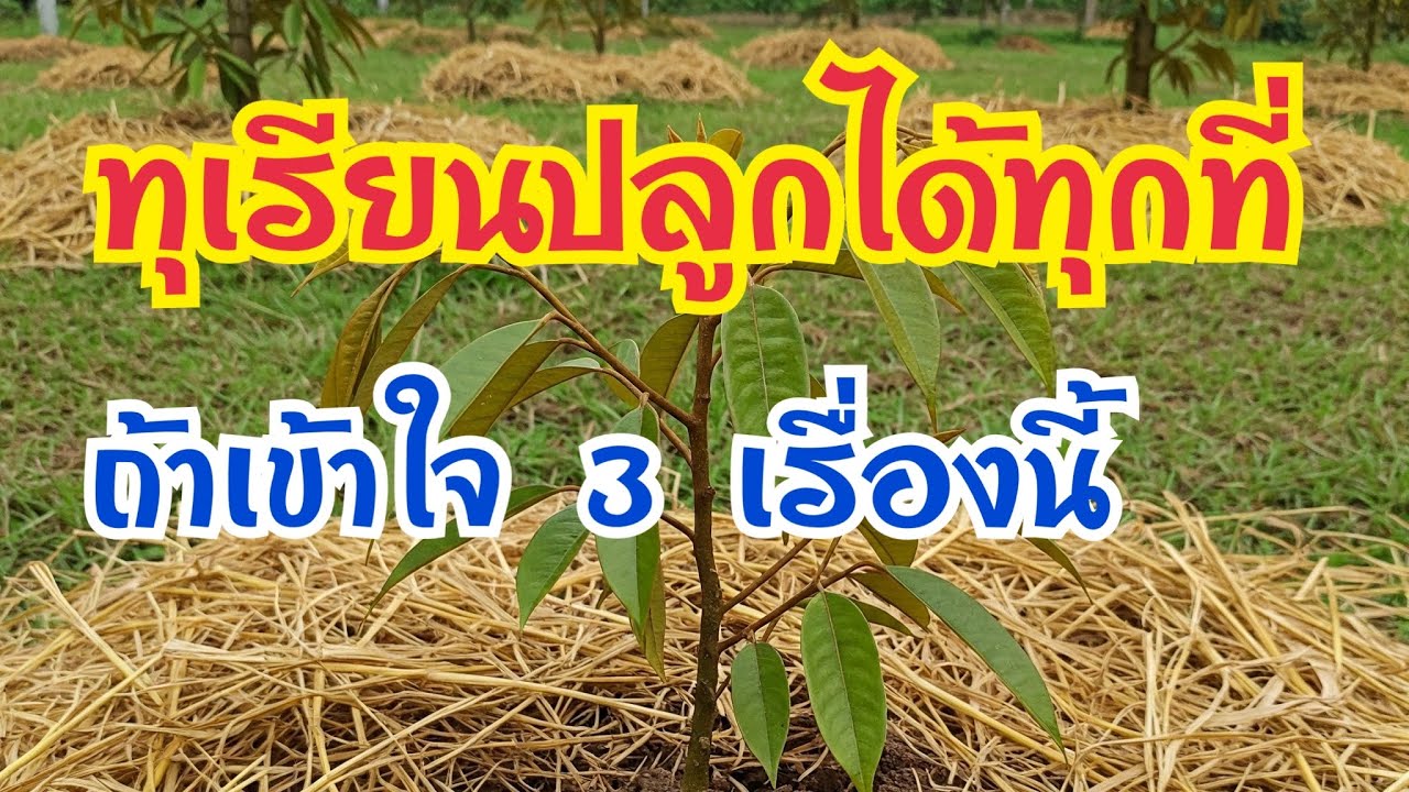 ทุเรียนปลูกได้ทุกที่ ถ้าเข้าใจ 3 เรื่องนี้ #ทุเรียน #ทุเรียนเล็ก #ปลูกทุเรียนภาคอีสาน