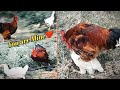 Rooster Run to white Hen and do mating💞