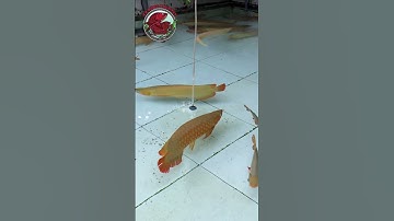 Nuôi huyết long có cần tanning không ? Nếu không có nhu cầu thi thố thì đừng tanning! #tanning