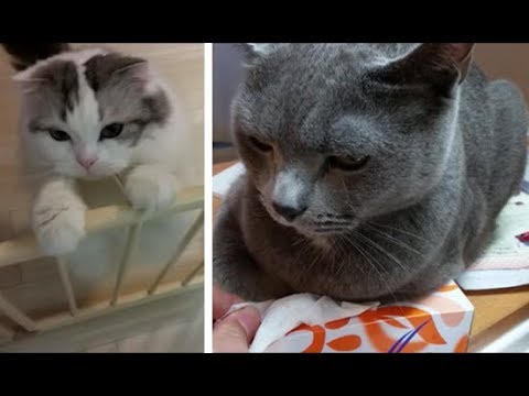 狂暴猫と甘えん坊猫に囲まれながら作る角煮 - YouTube