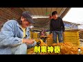 快若閃電的削果神器，慢慢看了也想試試，等小六叫停只剩下果核了