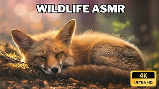 Wildlife Asmr In 4K 30Fps Calming Animal Moments & Nature Sounds For Deep Sleep