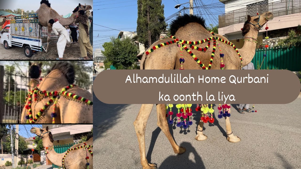 Gujranwala Camel Mandi | Home Qurbani ka oonth la liya | Alhamdulillah 2024