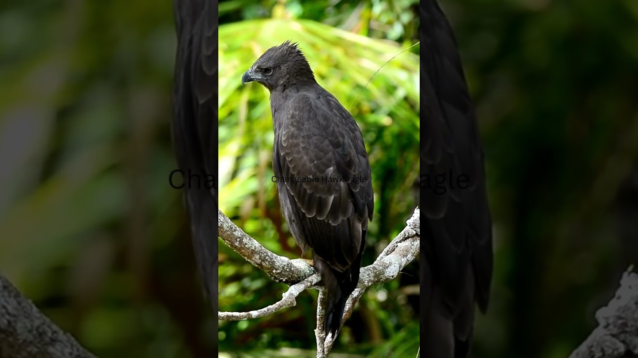 Enchanting Calls of the Changeable Hawk Eagle 🦅🎵 