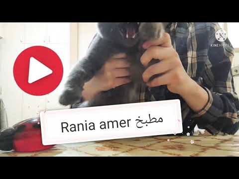 جبنه بيضه فيها دوده عملت اطعم فطاير بالجبنه الحدقه المصريه وجوله سريعه نشوف كيف عملنها طريقة