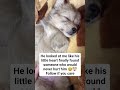 #adoptdontshop #doggo #doglife #puppylove #lastchancepawsrescue