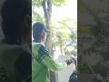 tree logging woodcutter's skill Technique #shortvideo #treecutting #woodworking