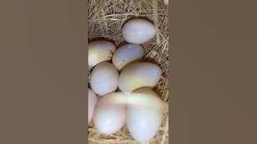 Java Sparrow finch breeding progress 2023 | 8 Eggs Second Cluch  And 4 Chicks First Cluch