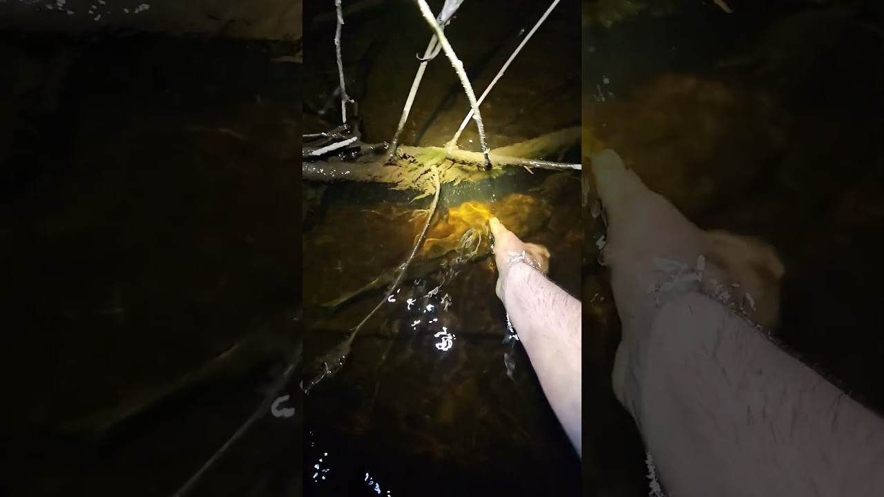 Easiest way to catch sucker fish 