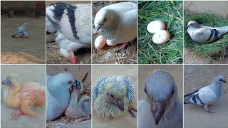Pigeon eggs are collected || and a new nest is made || and  pigeons growing up