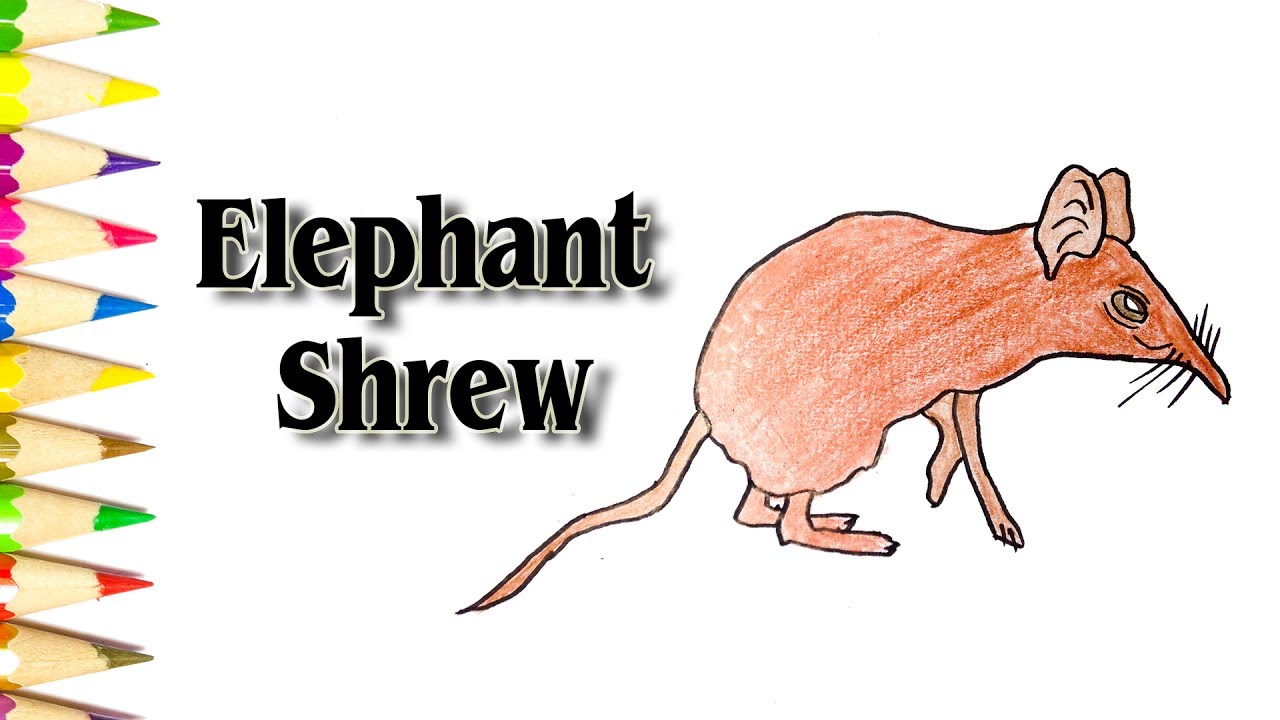 how-to-draw-a-elephant-shrew-with-colored-marker-and-pencil-sld-youtube