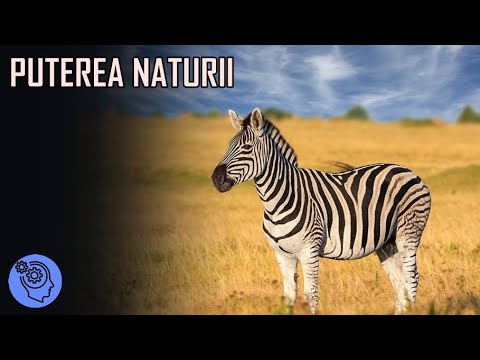 Video: Fapte interesante despre natură și animale. Fapte interesante despre natură pentru copii