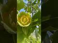 Pamplona🔆Norte España🌿flower🌸 #naturaleza #spring #nature #spain #travel #unique
