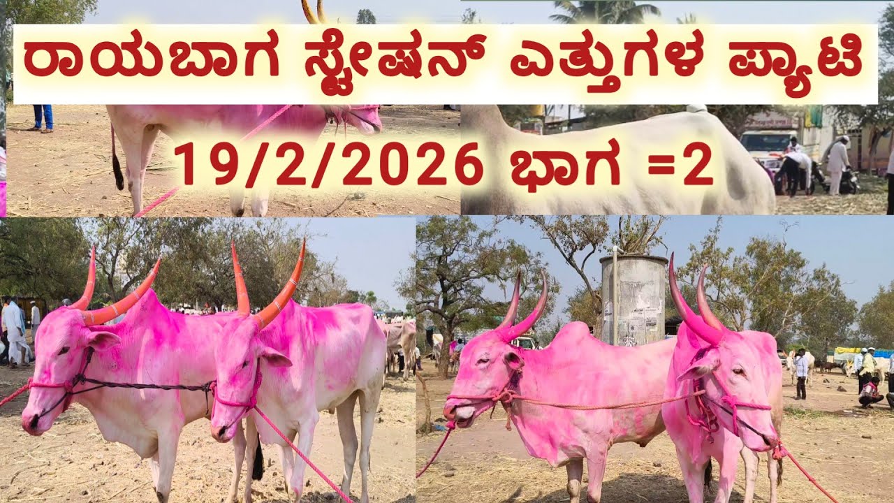 ರಾಯಬಾಗ ಸ್ಟೇಷನ್ ಎತ್ತುಗಳ ಪ್ಯಾಟಿ ಭಾಗ - 2  / ಗುರುವಾರ 19/2/2026 /Raybag Biggest Bulls market