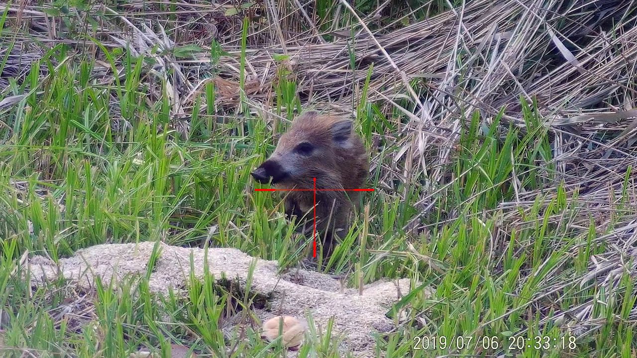 PARD 008 - YouTube