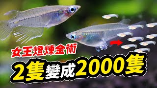 佛系極致一把水草繁殖工作魚魚阿公阿嬤孫子都來幫你打工 2 Ricefish become 200! How to born Javanese medaka?